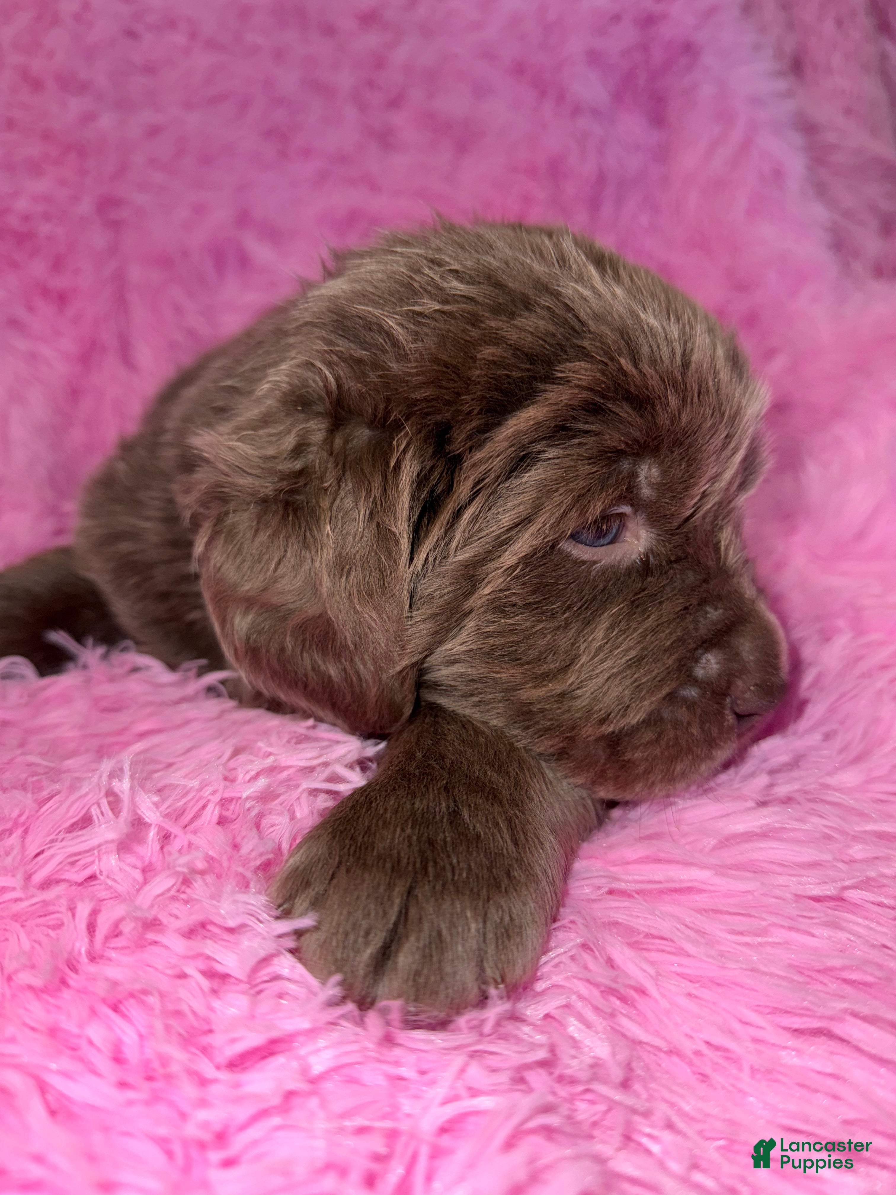 Newfoundland dogs Beige female - Ad 40