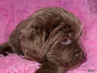 Newfoundland dogs Beige female - Ad 34