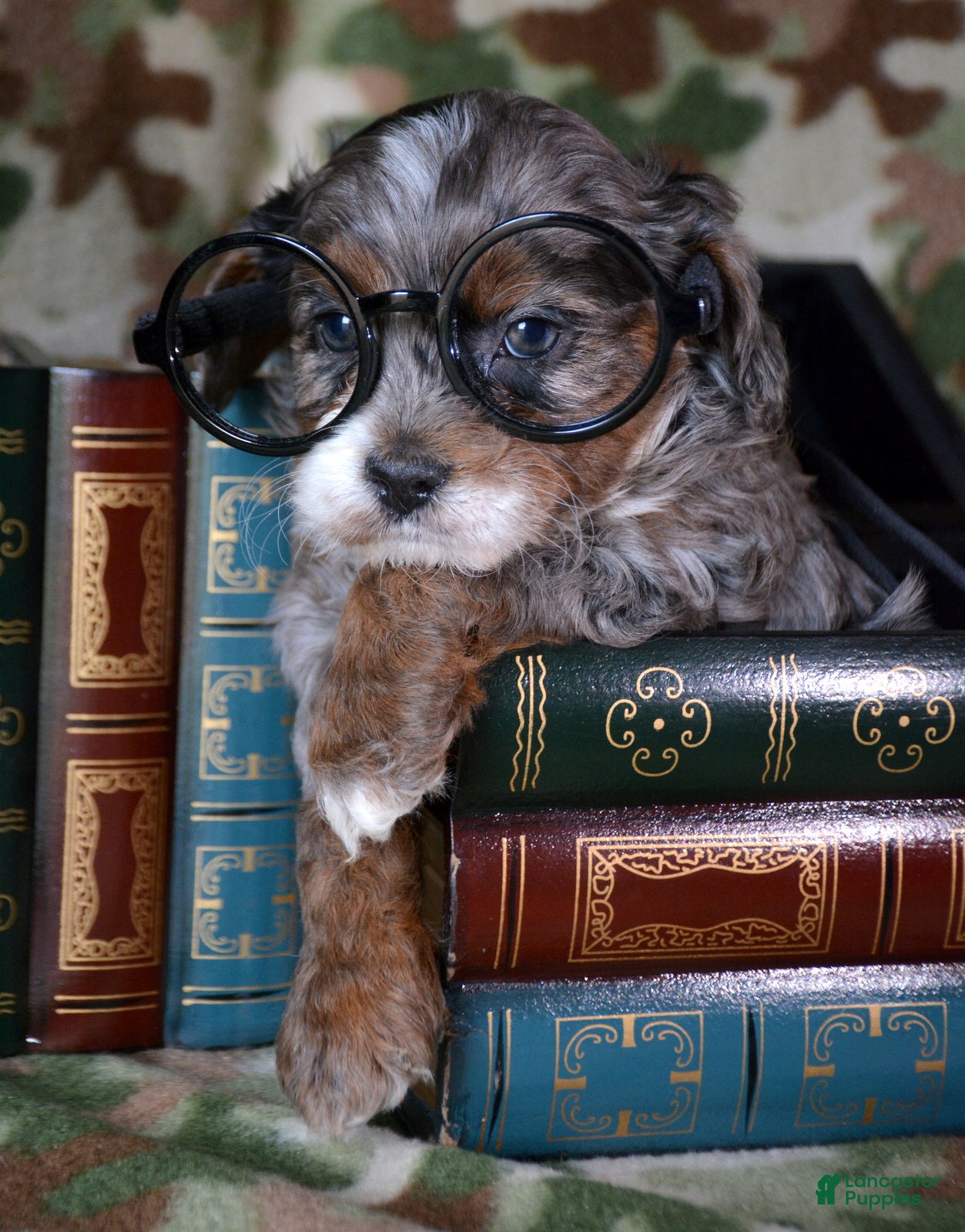 Cavapoo dogs Cavapoo Puppy 1 Captain - Ad 12