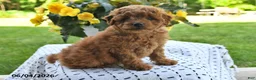 Mini Goldendoodle dogs for sale: Starla - Ad 5