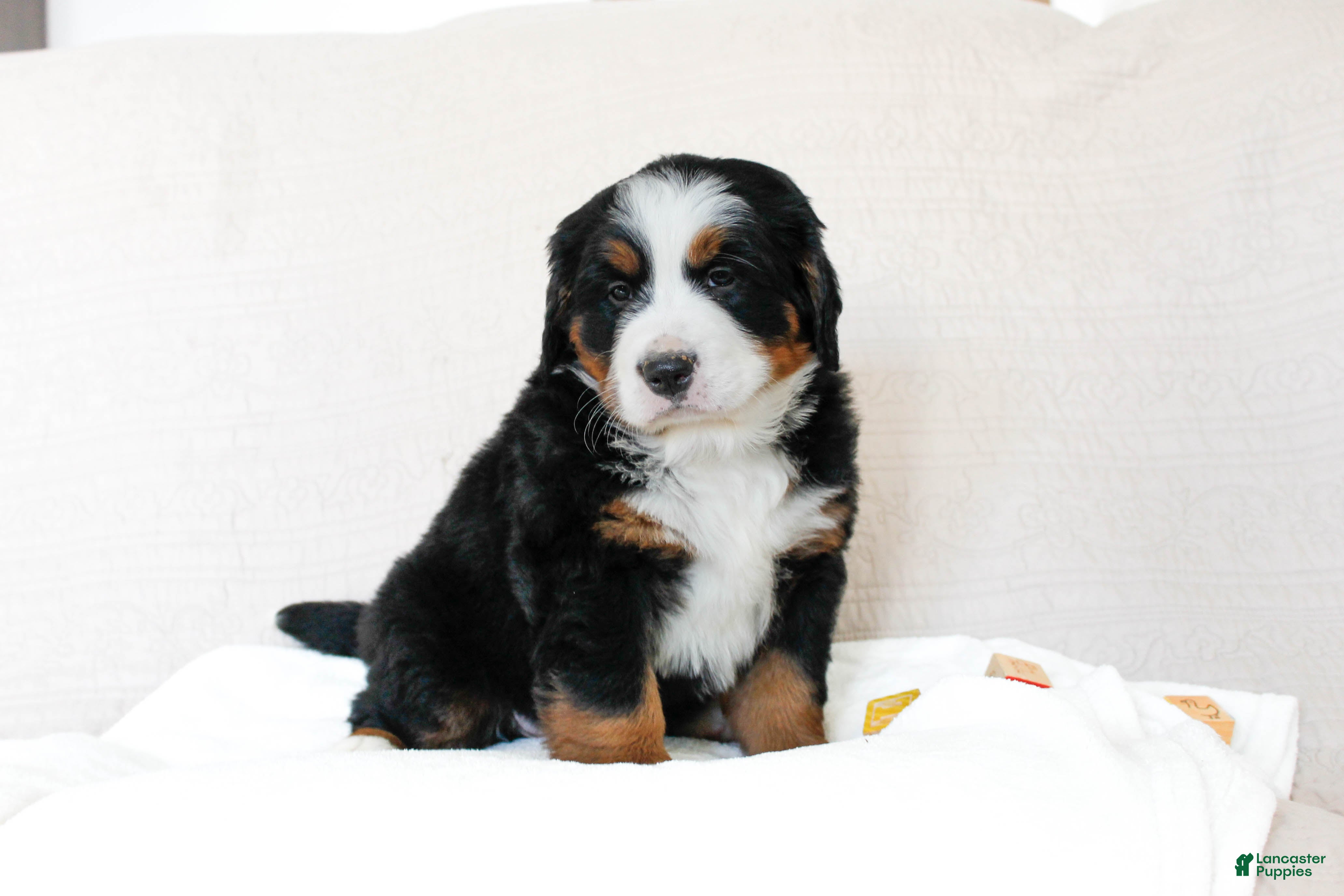 Bernese Mountain Dog dogs June - Ad 2