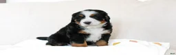 Bernese Mountain Dog dogs for sale: June - Ad 2