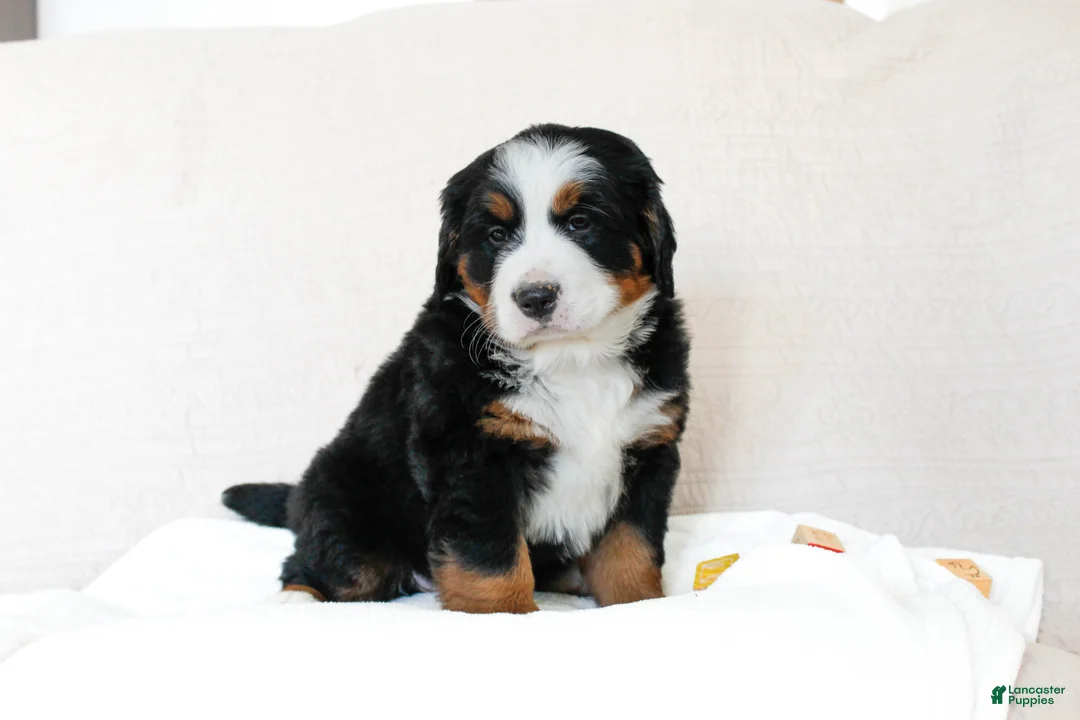 Bernese Mountain Dog dogs for sale: June - Ad 2