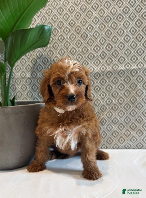 Irish Doodle dogs Angel - Ad 21