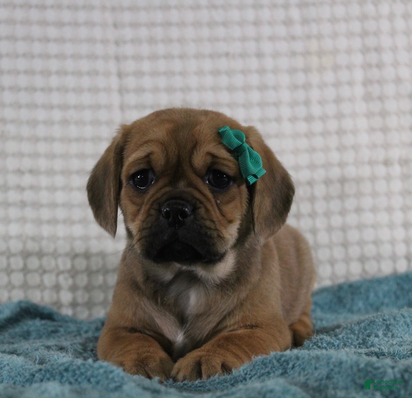 Puggle dogs Peanut - Ad 1