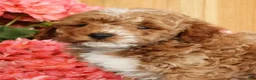 Mini Goldendoodle dogs for sale: Baxter - Ad 9