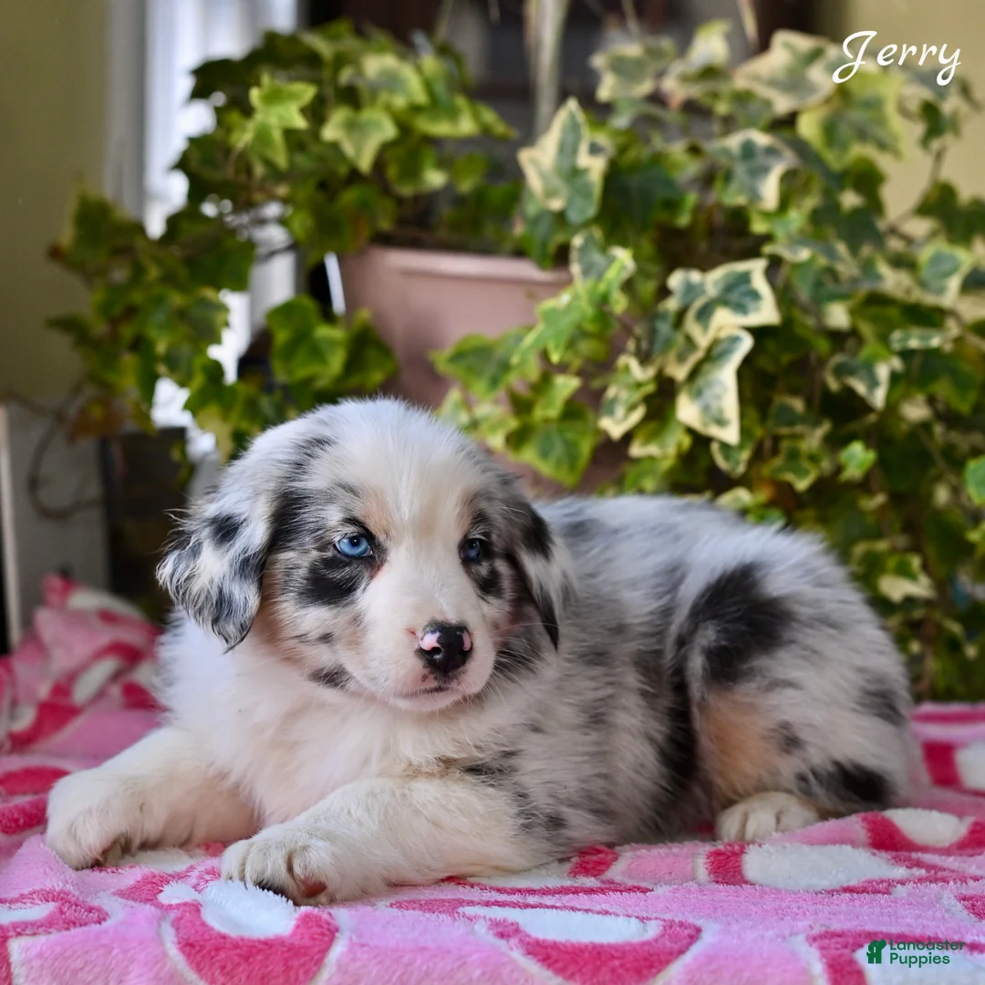 Australian Shepherd dogs for sale: Jerry - Ad 2