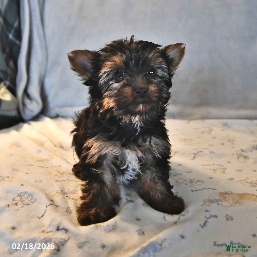 Yorkshire Terrier dogs for sale: Paisley Teacup - Ad 4