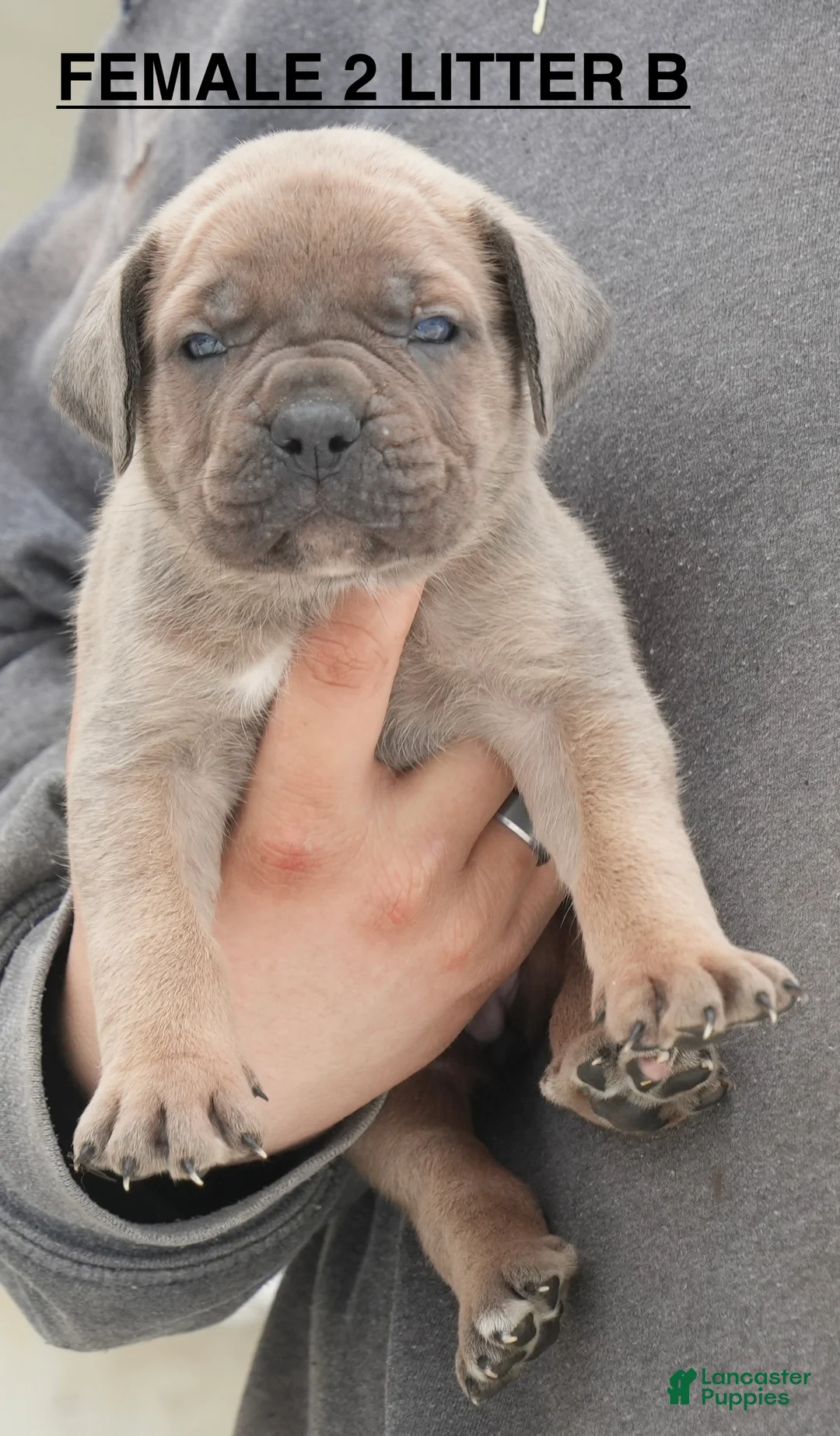 Cane Corso dogs for sale: Female 2 Litter B - Ad 1