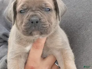 Cane Corso dogs Female 2 Litter B - Ad 27