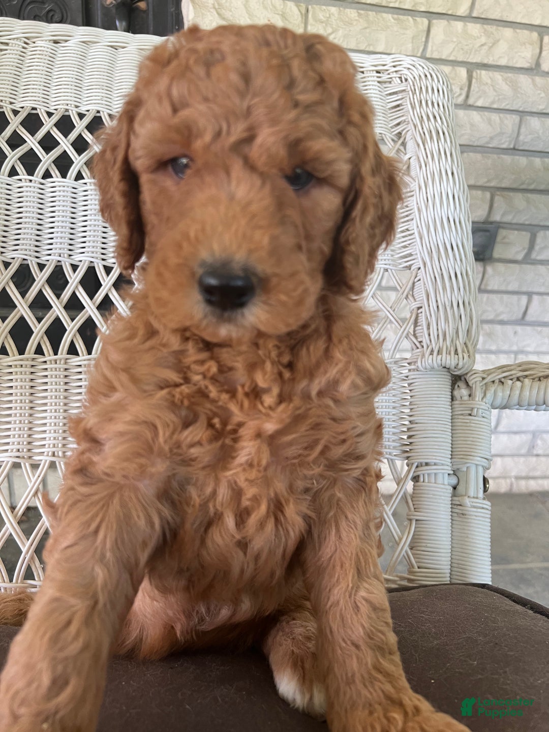 Gallery Image {{count}}