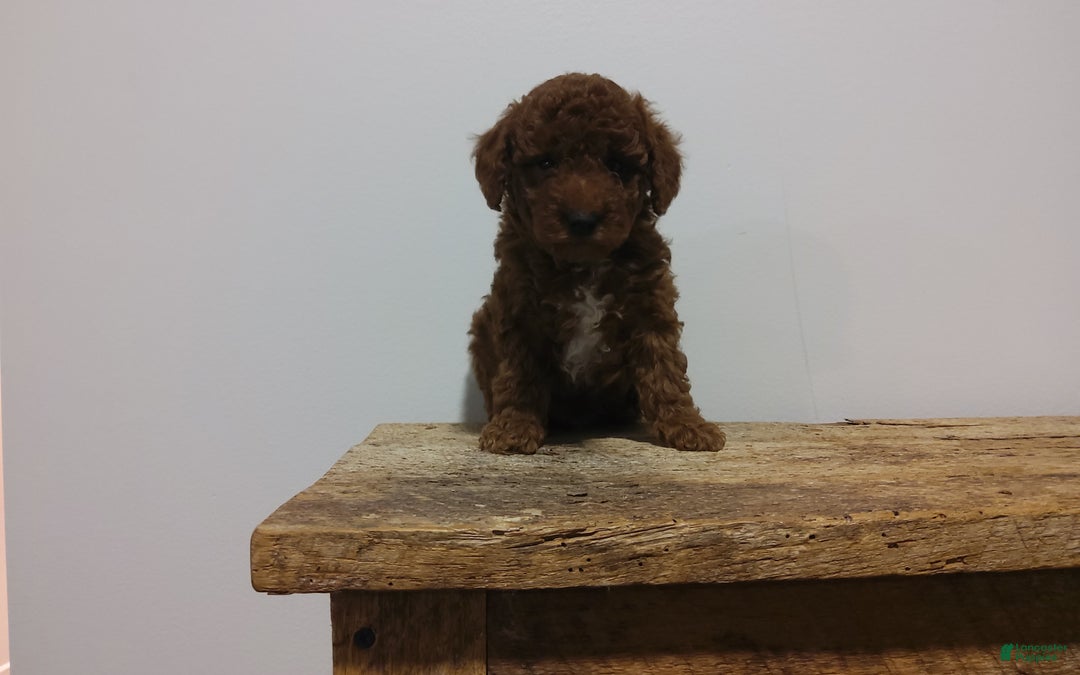 Miniature Poodle dogs for sale: Miniature Poodle Puppy 1 - Ad 2