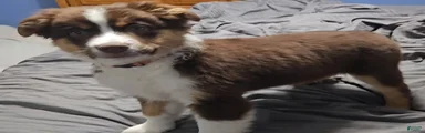 Australian Shepherd Puppy 6