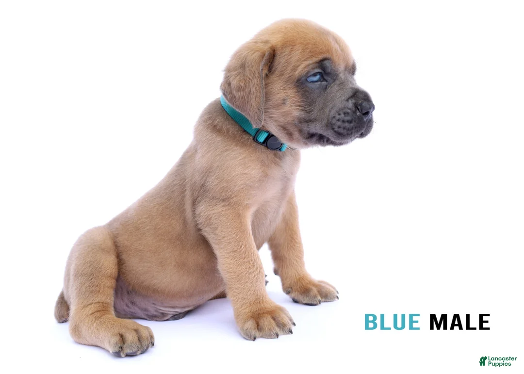 Cane Corso dogs for sale: Blue Male - Ad 2