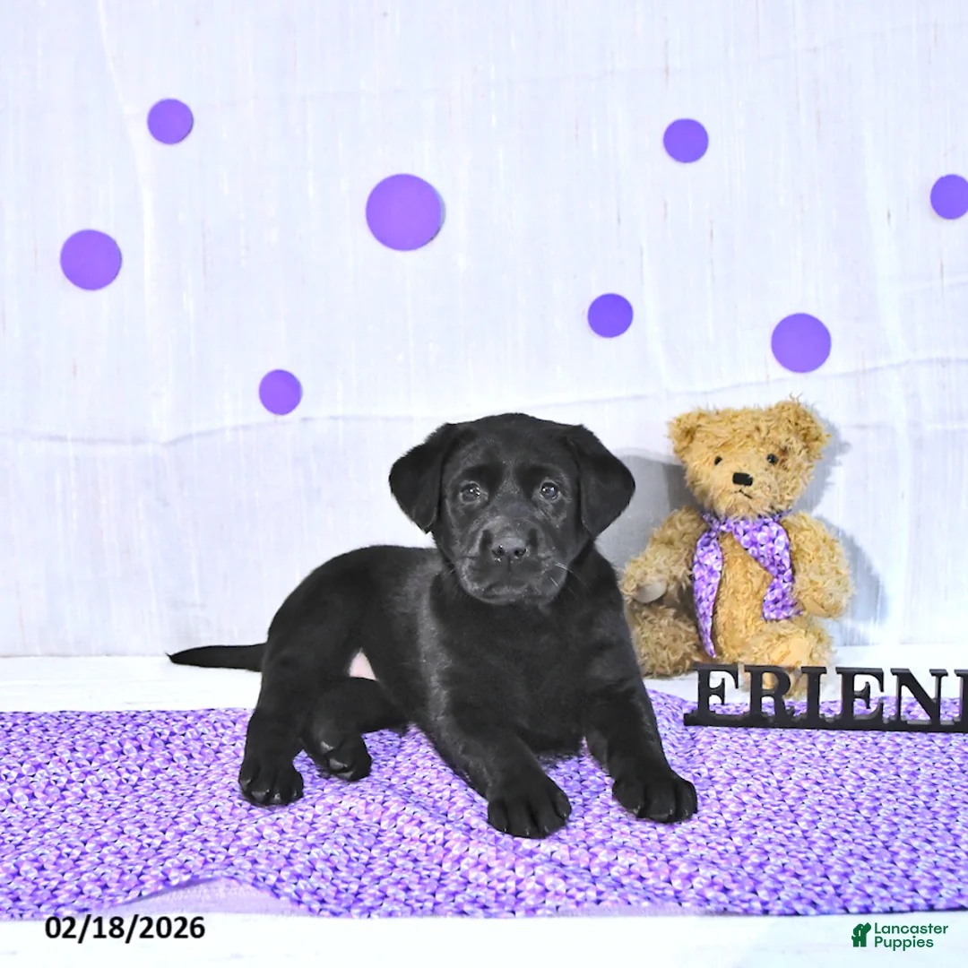 Labrador Retriever dogs for sale: Pearl - Ad 4