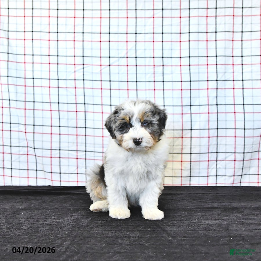 Mini Aussiedoodle dogs Watson - Ad 1