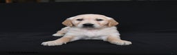 Golden Retriever dogs for sale: Rylan  - Ad 4