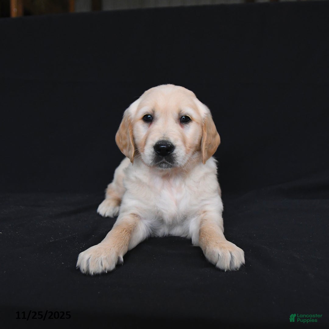 Golden Retriever dogs for sale: Rylan  - Ad 4
