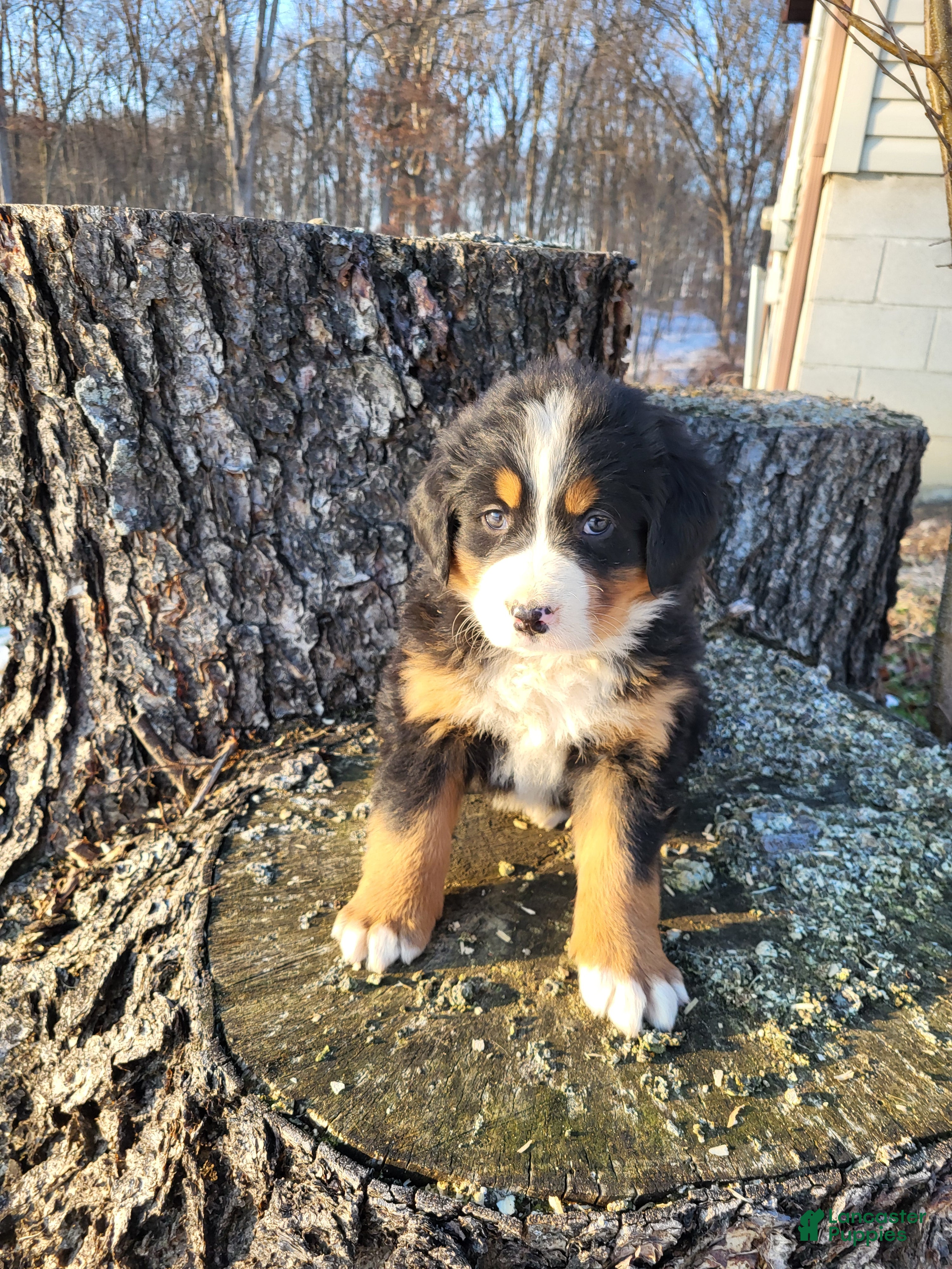 Bernese Mountain Dog dogs Finn - Ad 1