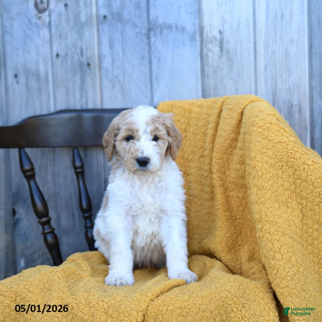 Goldendoodle dogs for sale: Gouda - Ad 1