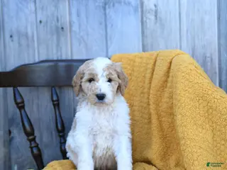 Goldendoodle dogs for sale: Gouda - Ad 4
