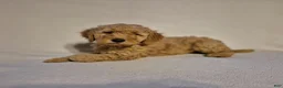 Goldendoodle dogs for sale: Lucy - Ad 4