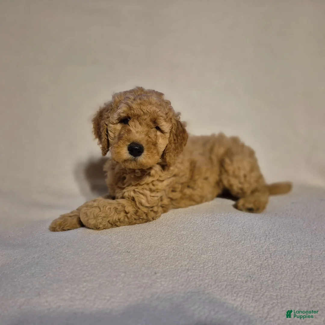 Goldendoodle dogs for sale: Lucy - Ad 4