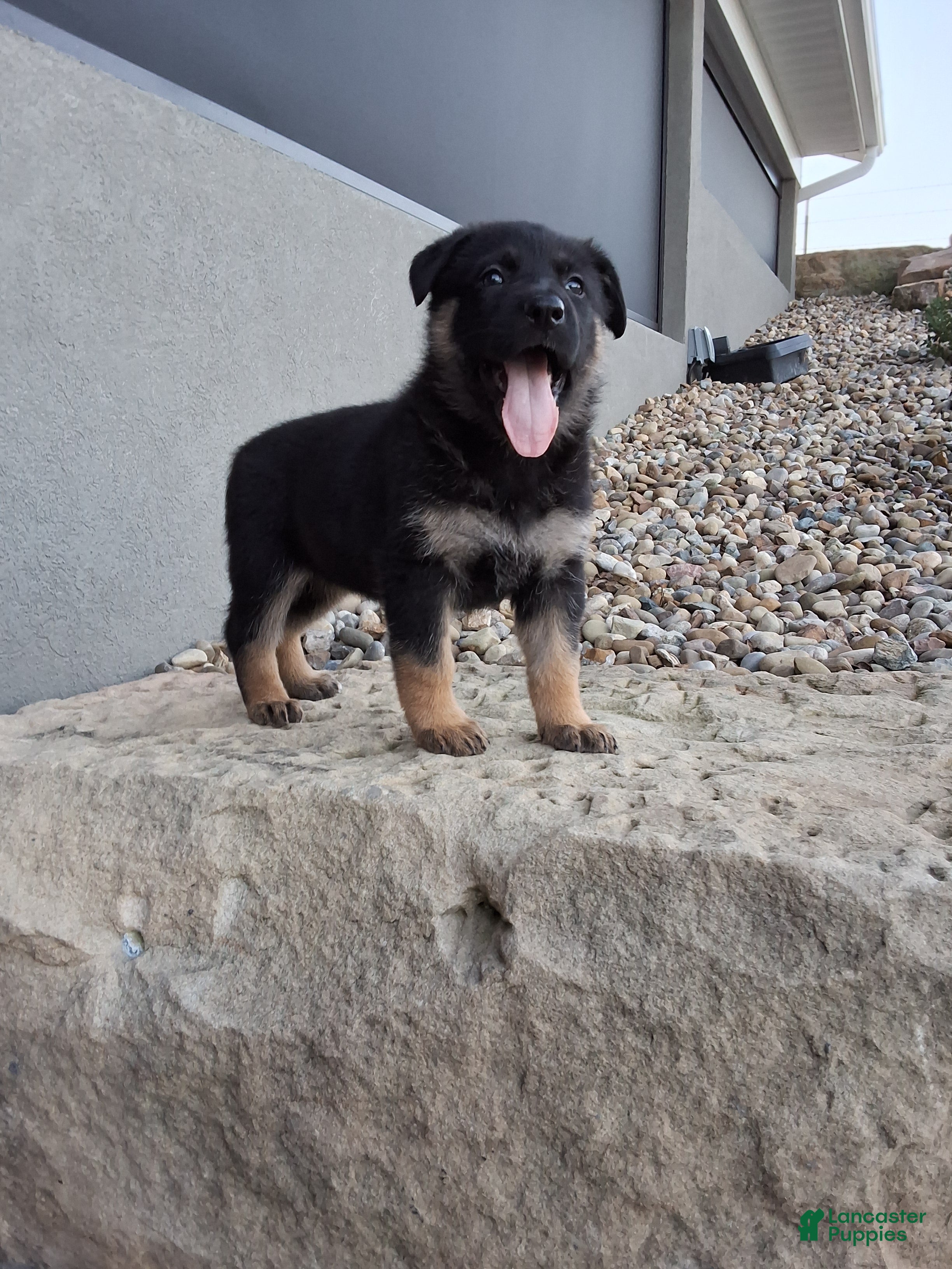 German Shepherd dogs Skye - Ad 1