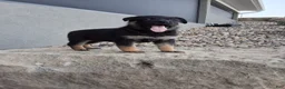 German Shepherd dogs for sale: Skye - Ad 1