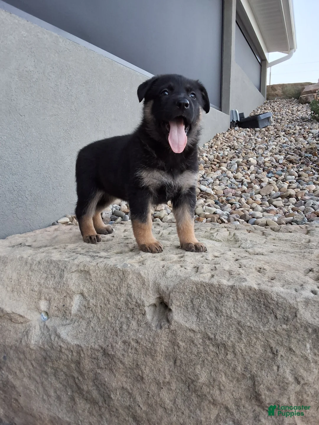 German Shepherd dogs for sale: Skye - Ad 1