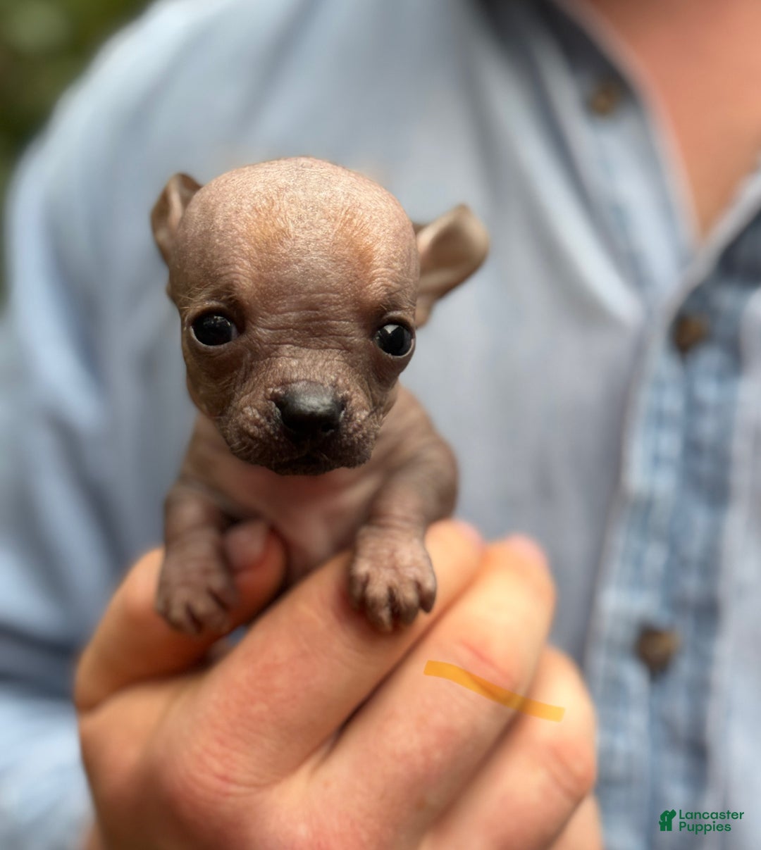 Mixed Breed dogs for sale: Cleopatra  - Ad 24