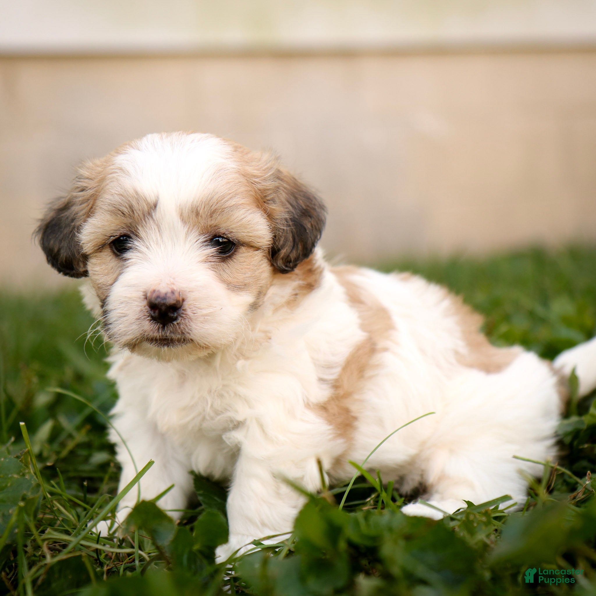Willow, Shichon