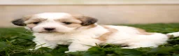 Teddy Bear dogs for sale: Willow - Ad 1