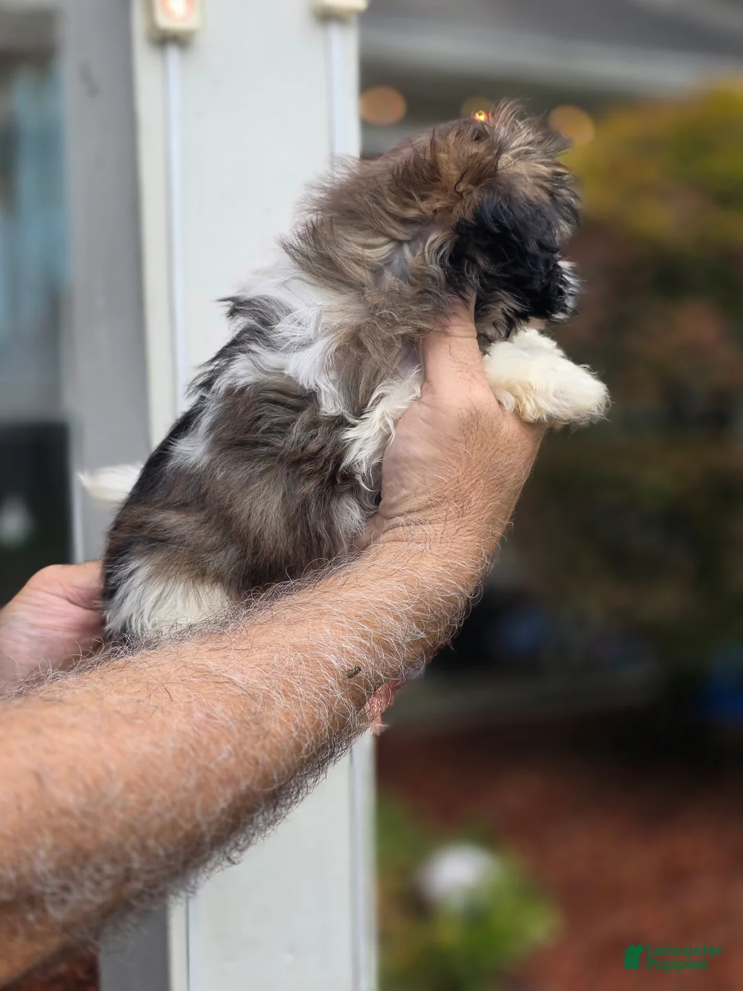 Shih Tzu dogs for sale: Penny  - Ad 2