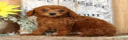 Miniature Poodle dogs for sale: Nash - Ad 3