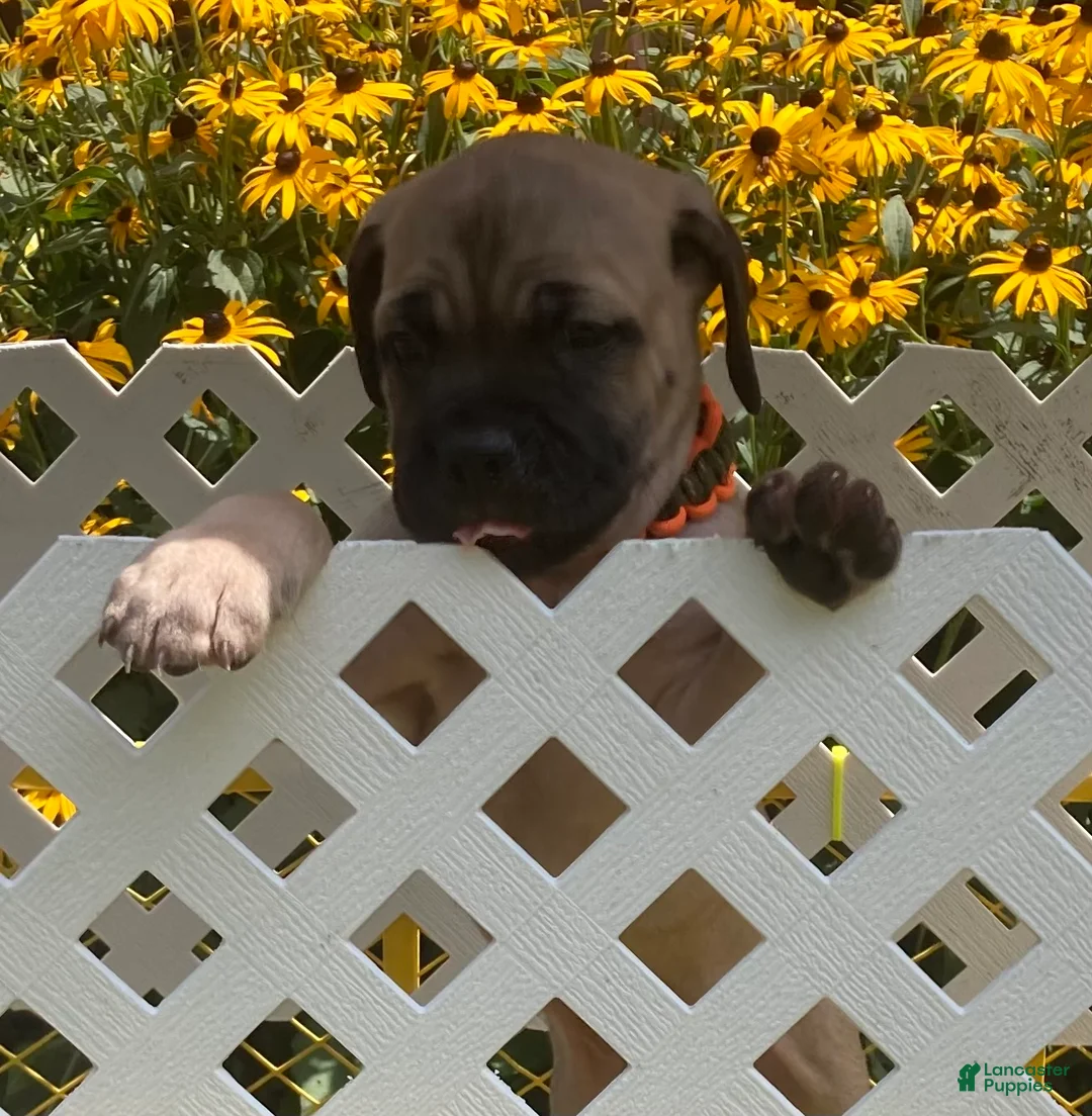 Cane Corso dogs for sale: Cane Corso 3 - Ad 2