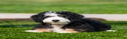 Bernedoodle dogs for sale: Briggs Bernedoodle Puppy  - Ad 3