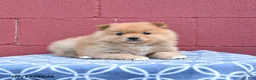 Pomeranian dogs for sale: Nate - Ad 3