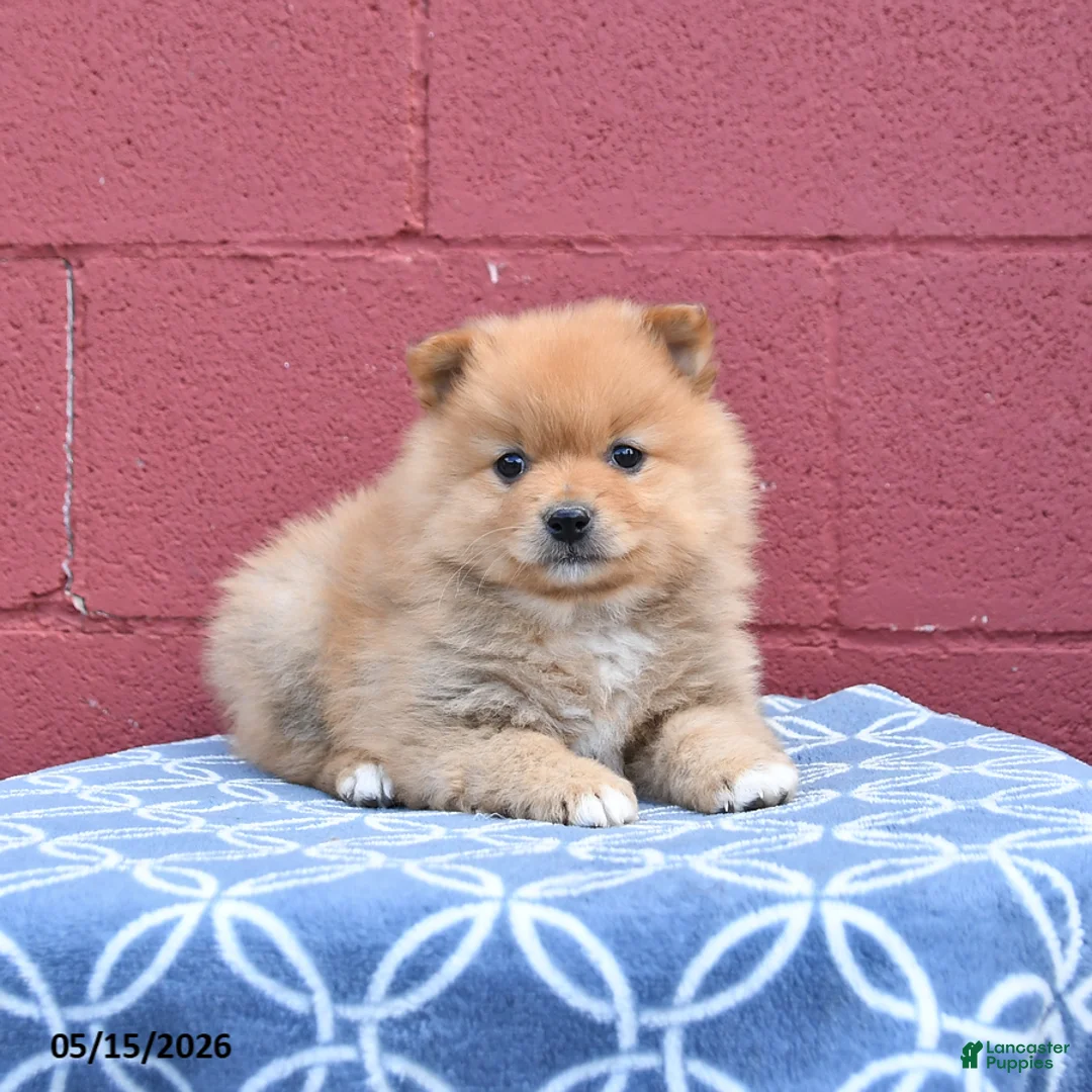 Pomeranian dogs for sale: Nate - Ad 3