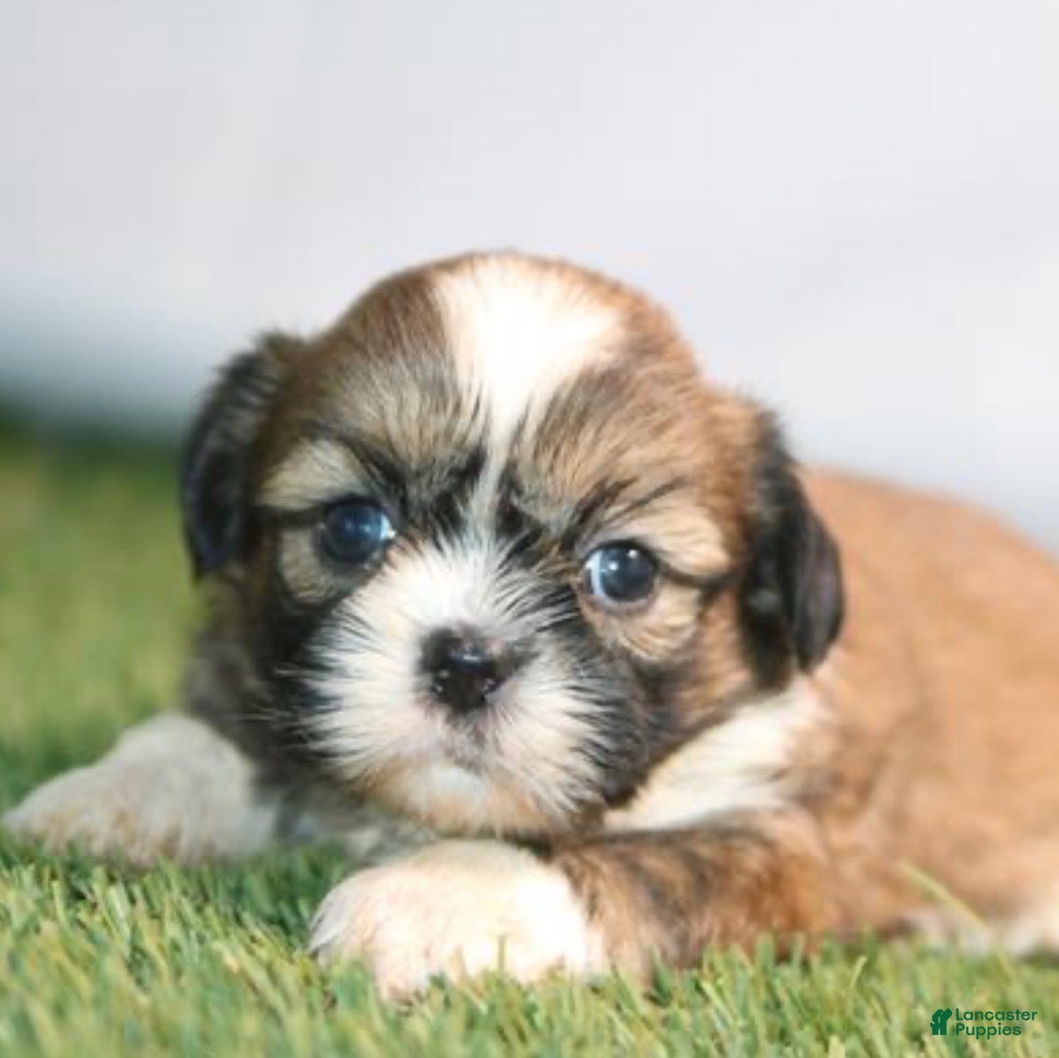 Shih Tzu dogs Alvin - Ad 35