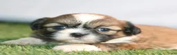 Shih Tzu dogs for sale: Alvin - Ad 1