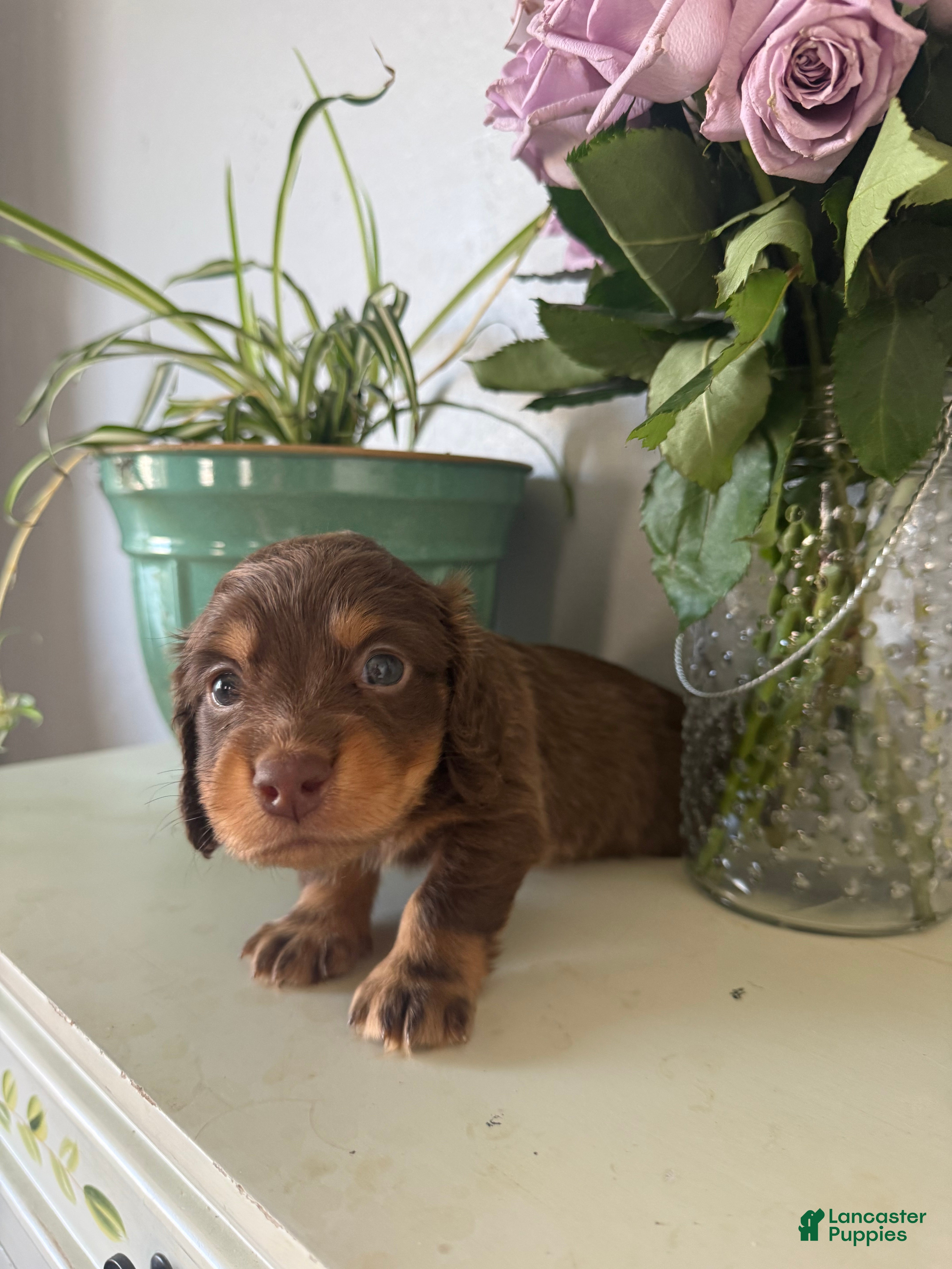 Miniature Dachshund dogs for sale: Bohdi - Ad 4