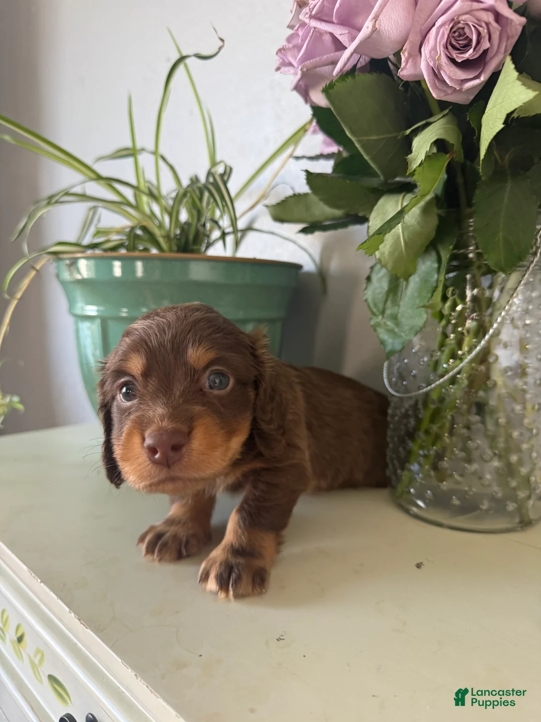 Miniature Dachshund dogs for sale: Bohdi - Ad 1