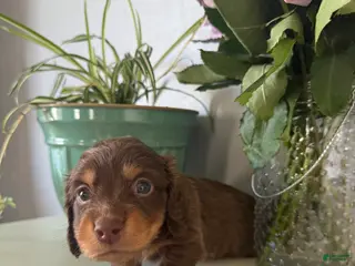 Miniature Dachshund dogs for sale: Bohdi - Ad 4