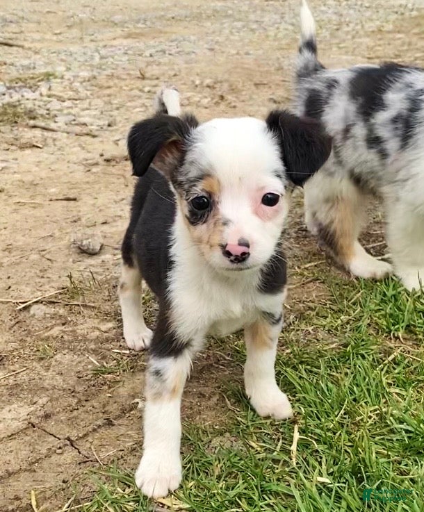 Mixed Breed dogs Georgia - Ad 35