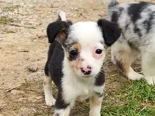 Mixed Breed dogs Georgia - Ad 41