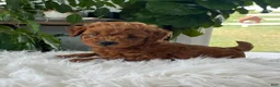 Mini Goldendoodle dogs for sale: Carolina - Ad 3