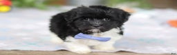 Havanese dogs for sale: Zach - Ad 4