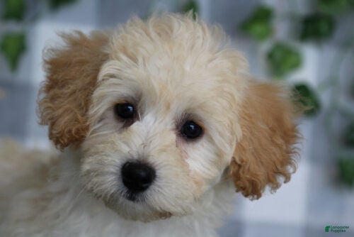 Mei (Maltipoo, Female) in Marietta, GA