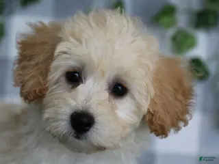 Maltipoo dogs Mei - Ad 3